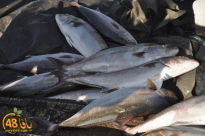 وزارة الصحة: ​​منع تسويق أسماك البحر الأبيض المتوسط حتى إشعار 